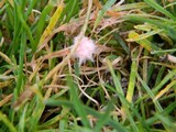 Monographella nivalis var. nivalis image