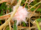Monographella nivalis var. nivalis image