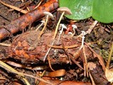 Strobilurus trullisatus image