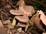 Gymnopus peronatus image