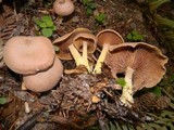 Gymnopus peronatus image