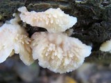 Merulius tremellosus image