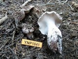 Sarcodon imbricatus image