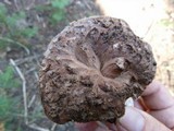 Sarcodon imbricatus image
