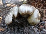 Tricholoma saponaceum image