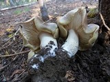 Tricholoma saponaceum image