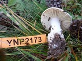 Amanita aprica image