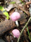 Gymnopus iocephalus image