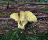 Tricholomopsis decora image