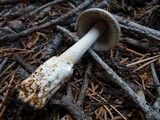 Amanita sect. Vaginatae image