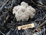 Ramaria botrytis image