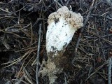 Ramaria botrytis image