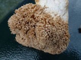 Ramaria botrytis image