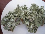 Hypogymnia physodes image