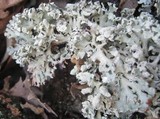 Hypogymnia physodes image