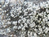 Xanthoparmelia mougeotii image