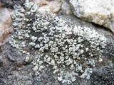 Xanthoparmelia mougeotii image