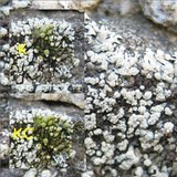 Xanthoparmelia mougeotii image