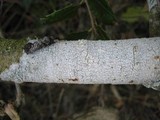 Phlyctis agelaea image