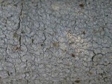 Phlyctis agelaea image