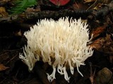 Ramariopsis kunzei image
