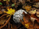 Mycena atkinsoniana image