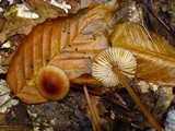 Mycena atkinsoniana image