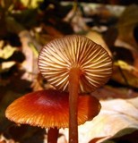 Mycena atkinsoniana image