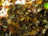 Mycena atkinsoniana image