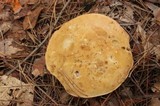 Tylopilus felleus image
