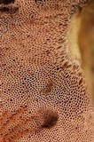 Tylopilus felleus image