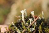 Cladonia pyxidata image