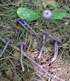 Laccaria amethystina image