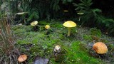 Chalciporus piperatus image