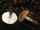 Echinoderma asperum image