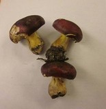 Russula xerampelina image