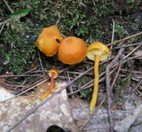 Hygrocybe miniata image