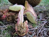 Boletus zelleri image