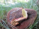Boletus zelleri image