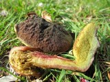 Boletus zelleri image