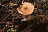 Pluteus plautus image