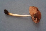 Pluteus plautus image
