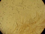 Pluteus plautus image