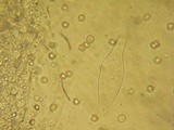 Pluteus plautus image