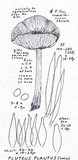 Pluteus plautus image