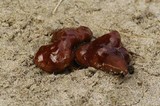 Rhizina undulata image