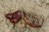 Rhizina undulata image