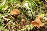 Laccaria bicolor image