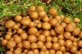 Kuehneromyces mutabilis image