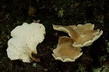 Osteina obducta image
